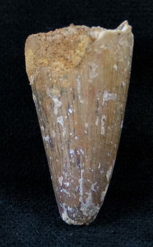 Large Cretaceous Fossil Crocodile Tooth - Morocco #13952